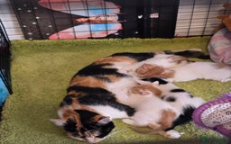 Mixed Breed cats for sale: Kittens  - Image 15