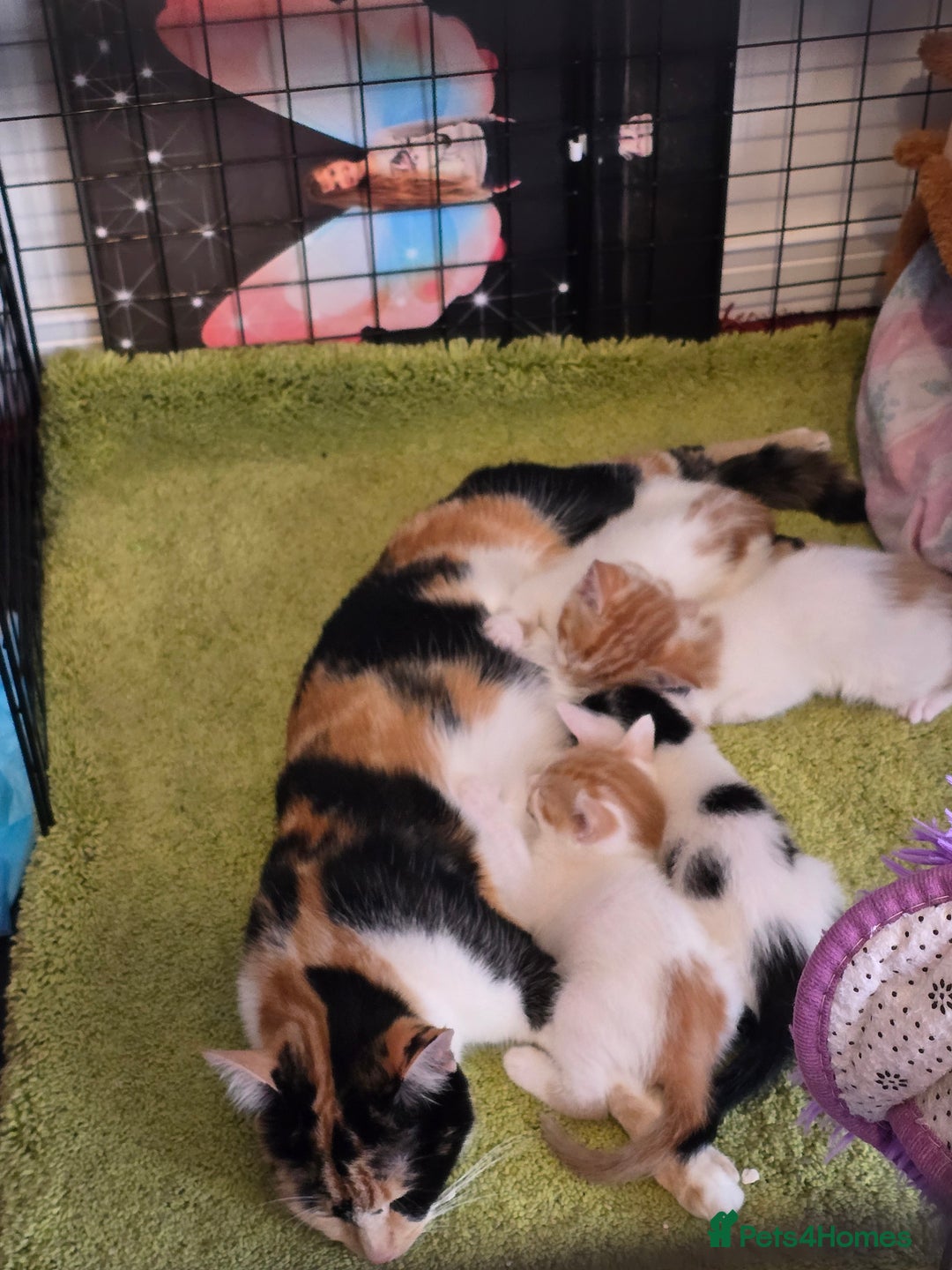 Mixed Breed cats for sale: Kittens  - Image 15