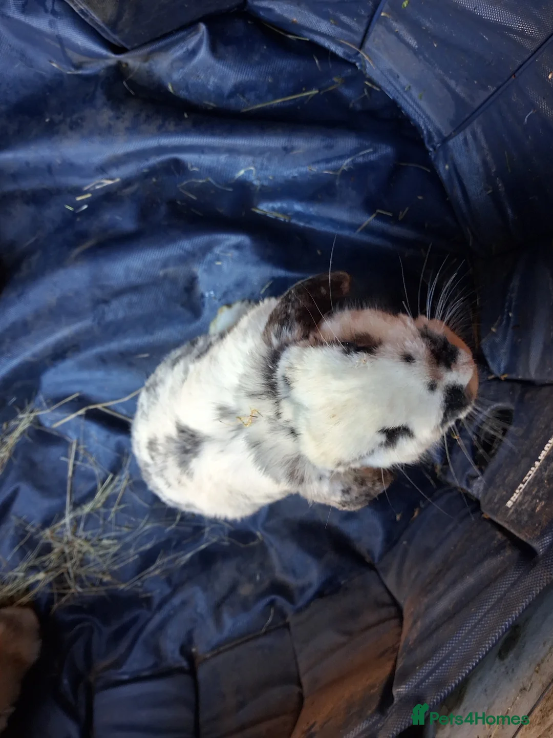 Mini Lop rabbits for sale: Baby kits (rabbits) - Advert 2