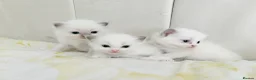Ragdoll cats for sale: Five Beautiful Ragdoll Kittens - Now Here🤍 - Advert 8