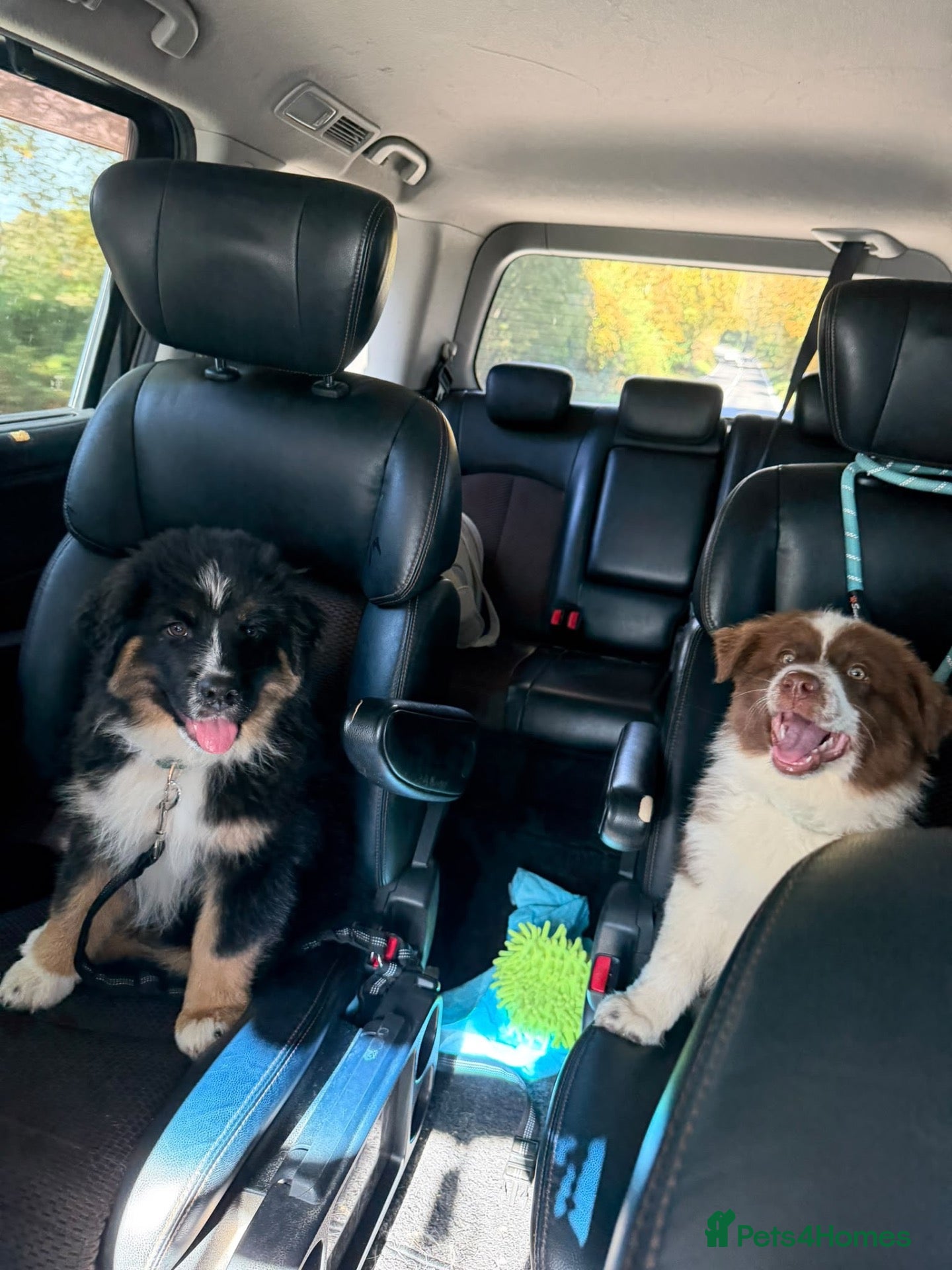 Mixed Breed dogs Fully vaccinated  Samoyed / Australian Shepard  - Advert 3