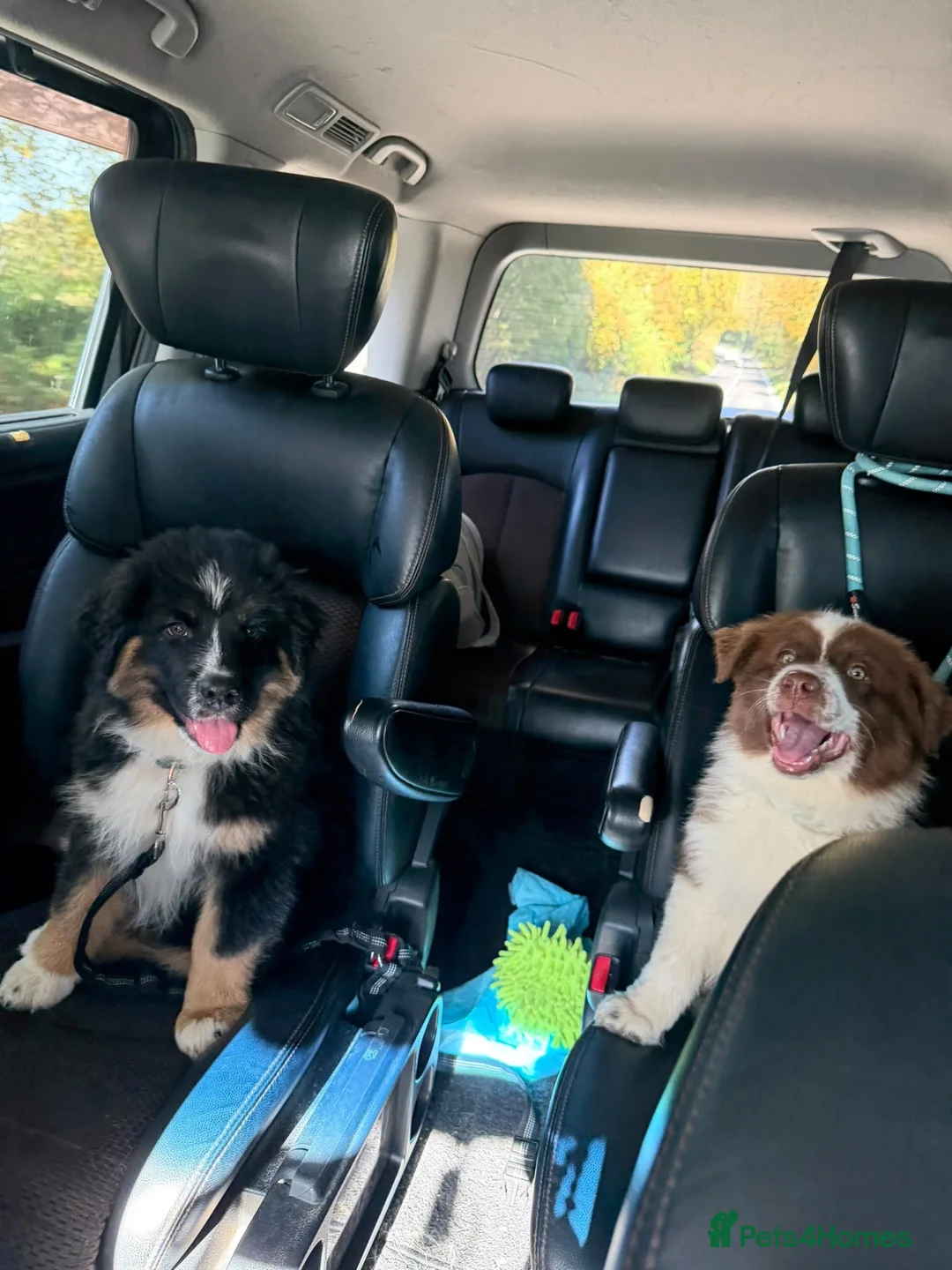 Mixed Breed dogs for sale: Fully vaccinated  Samoyed / Australian Shepard  - Advert 2