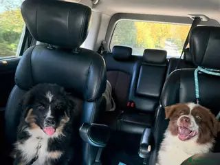 Mixed Breed dogs Fully vaccinated Samoyed / Australian Shepard - Advert 3