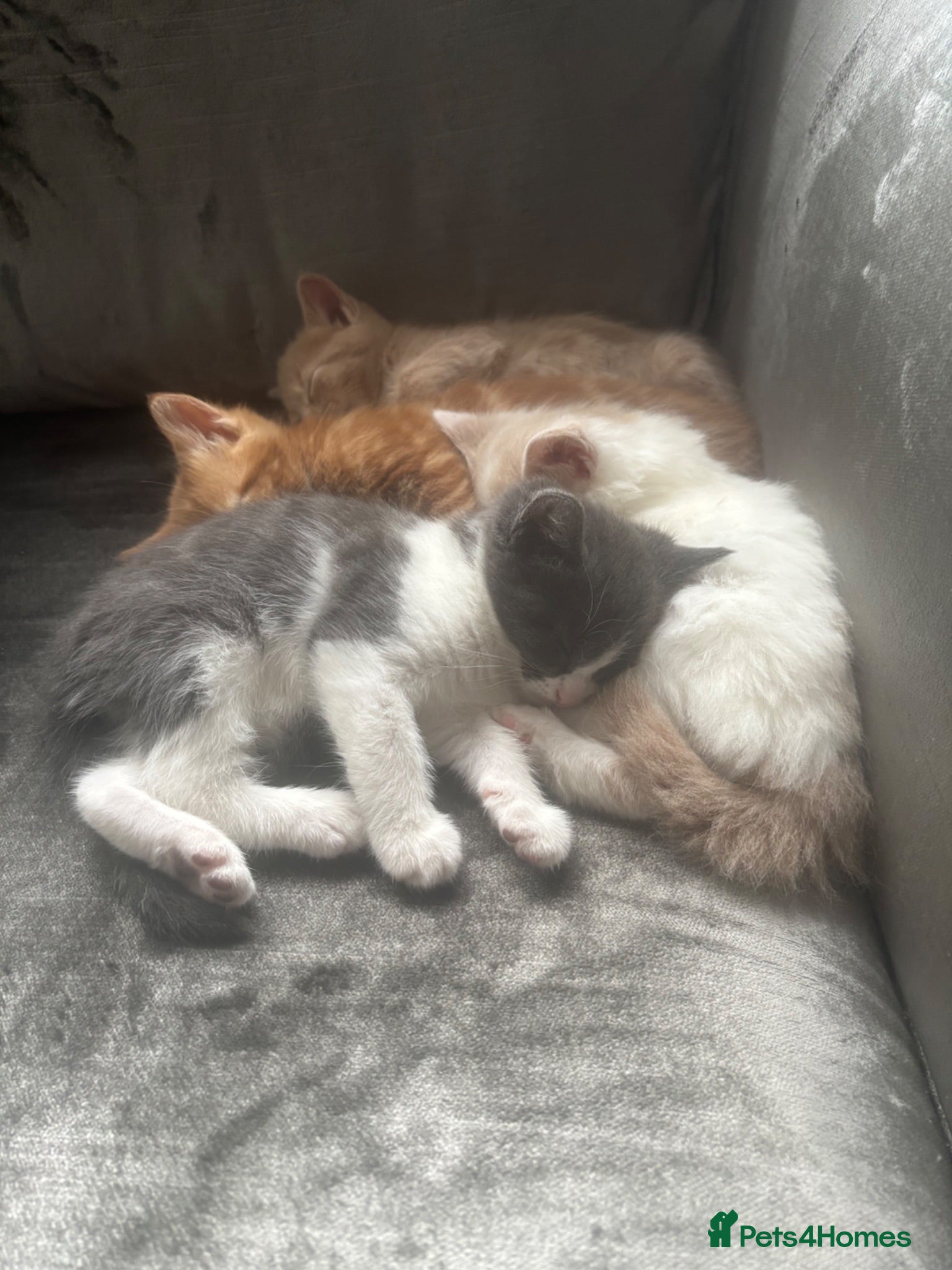 Mixed Breed cats 🐾 Gorgeous Kittens for Sale 🐾 - Advert 1