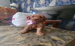 Miniature Poodle dogs for sale: Kc reg outstanding miniature Poodles in Stourbridge - Image 1