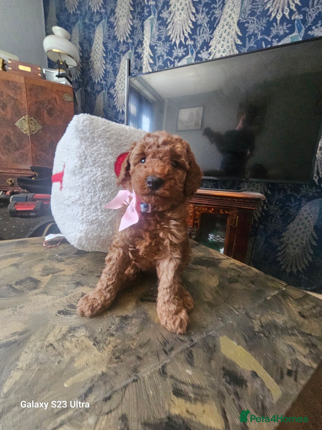 Miniature Poodle dogs for sale: Kc reg outstanding miniature Poodles in Stourbridge - Image 1