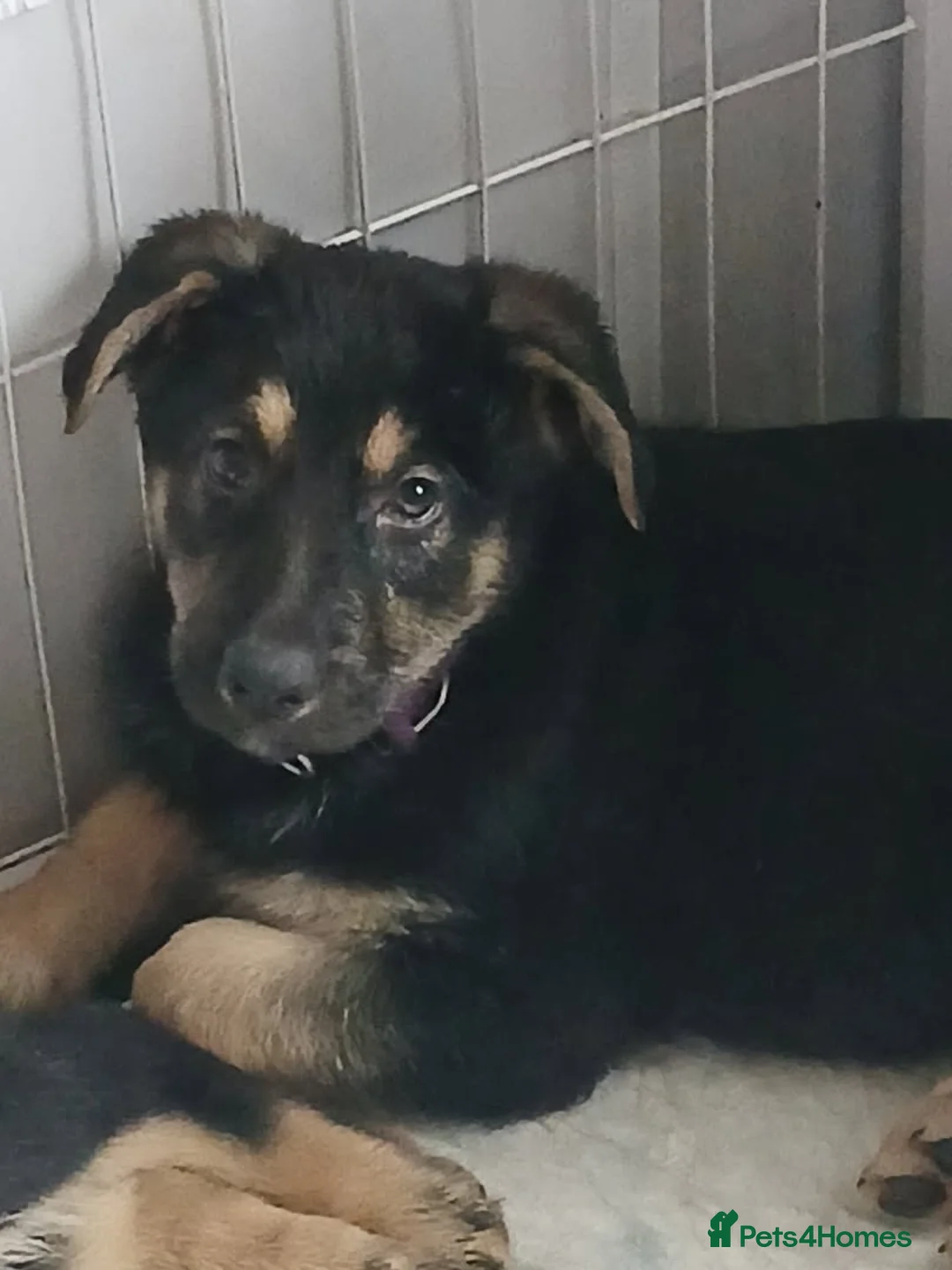 German Shepherd dogs for sale: 1 beautiful male pup - Advert 4