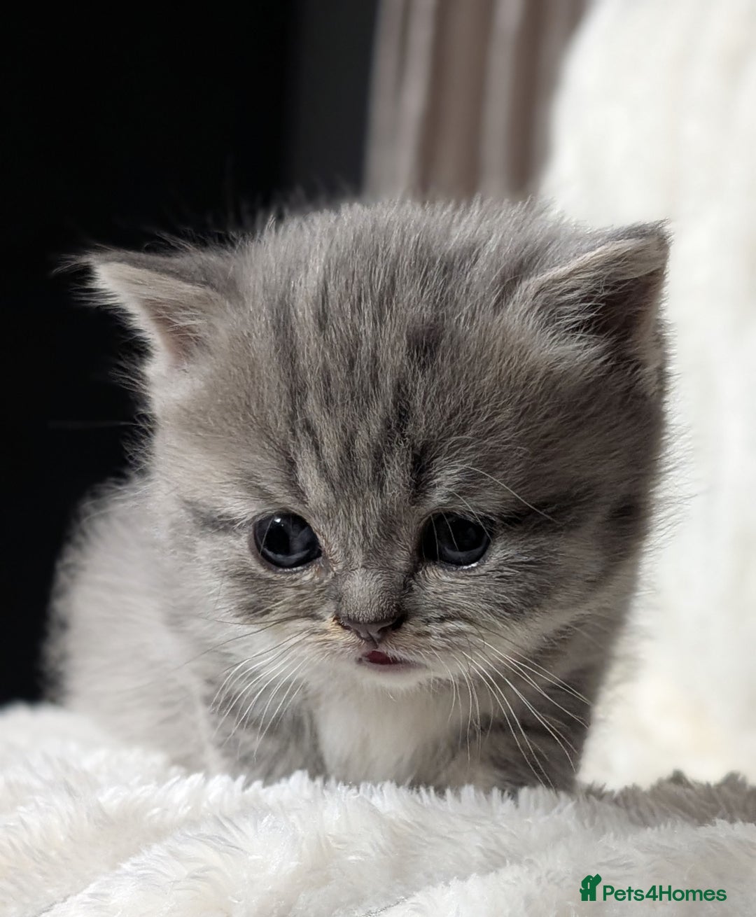 Scottish Fold cats for sale: 🐾TICA red ❣️SCOTTISH Fold•Straight - Advert 30