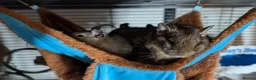 Degus rodents for sale: Lovely Degus ready for their forever homes - Advert 8