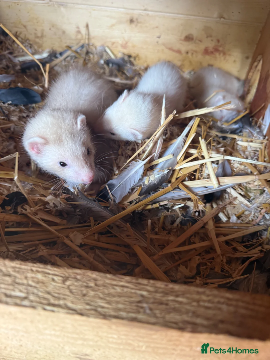 Ferret rodents for sale: Beautiful litter of ferret kits  - Advert 2