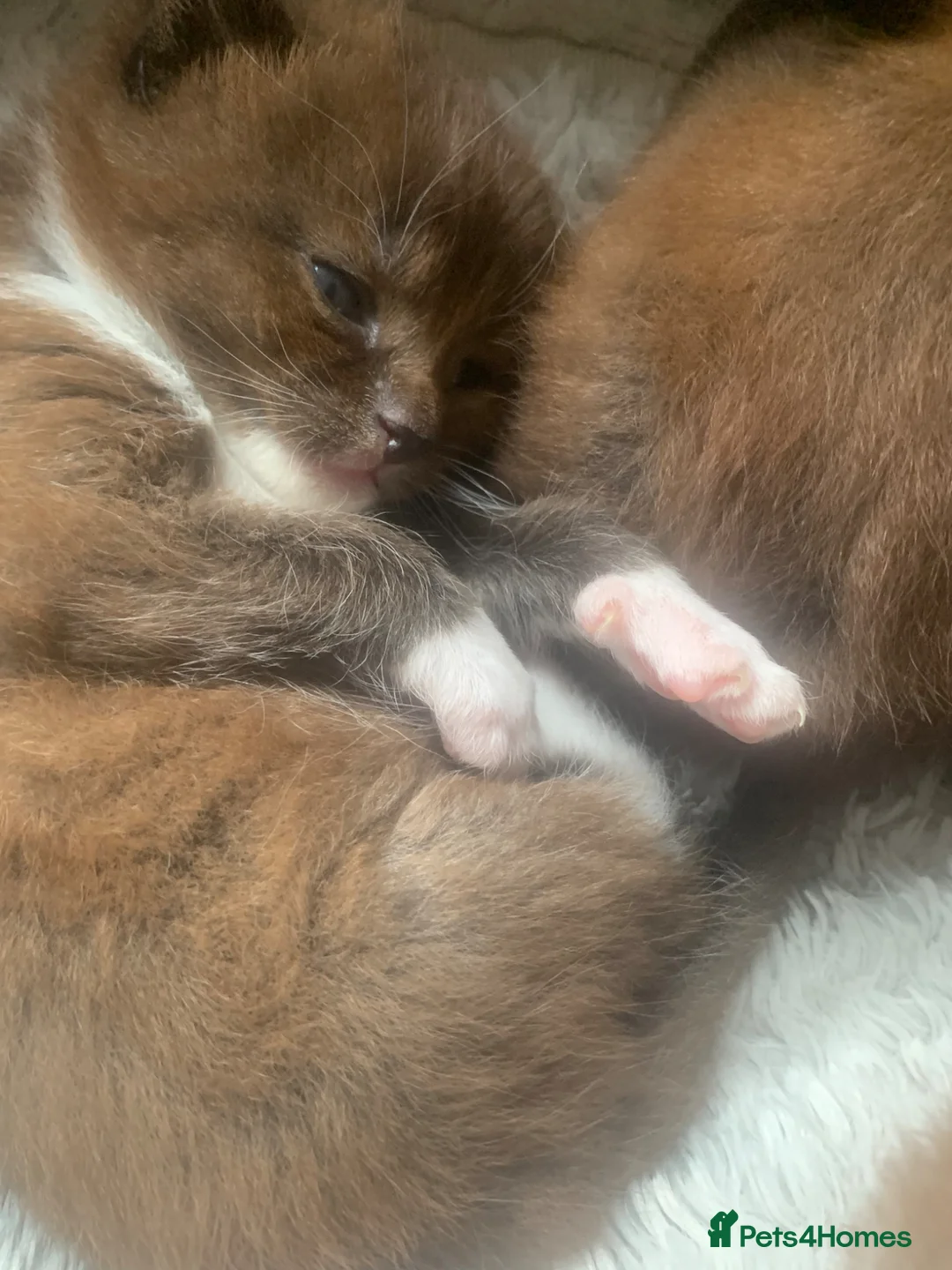 Mixed Breed cats for sale: 4-3-26- part Persian adorable chocolate kittens - Advert 27