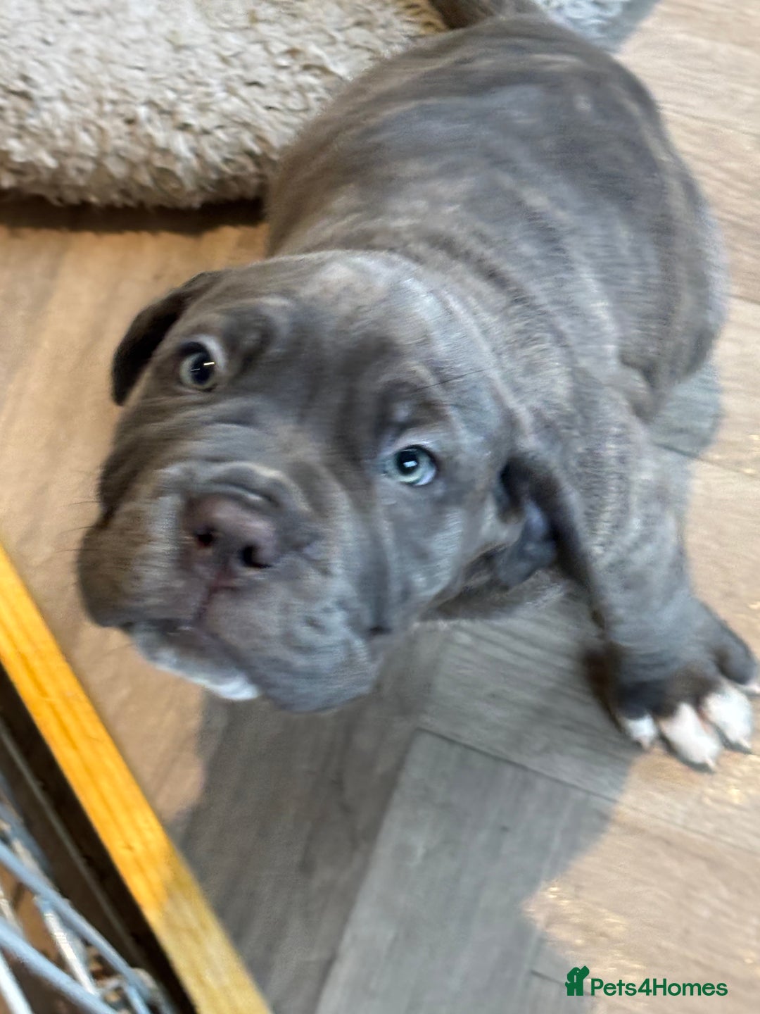 Mixed Breed dogs for sale: Hybrid mastiffs - Advert 9