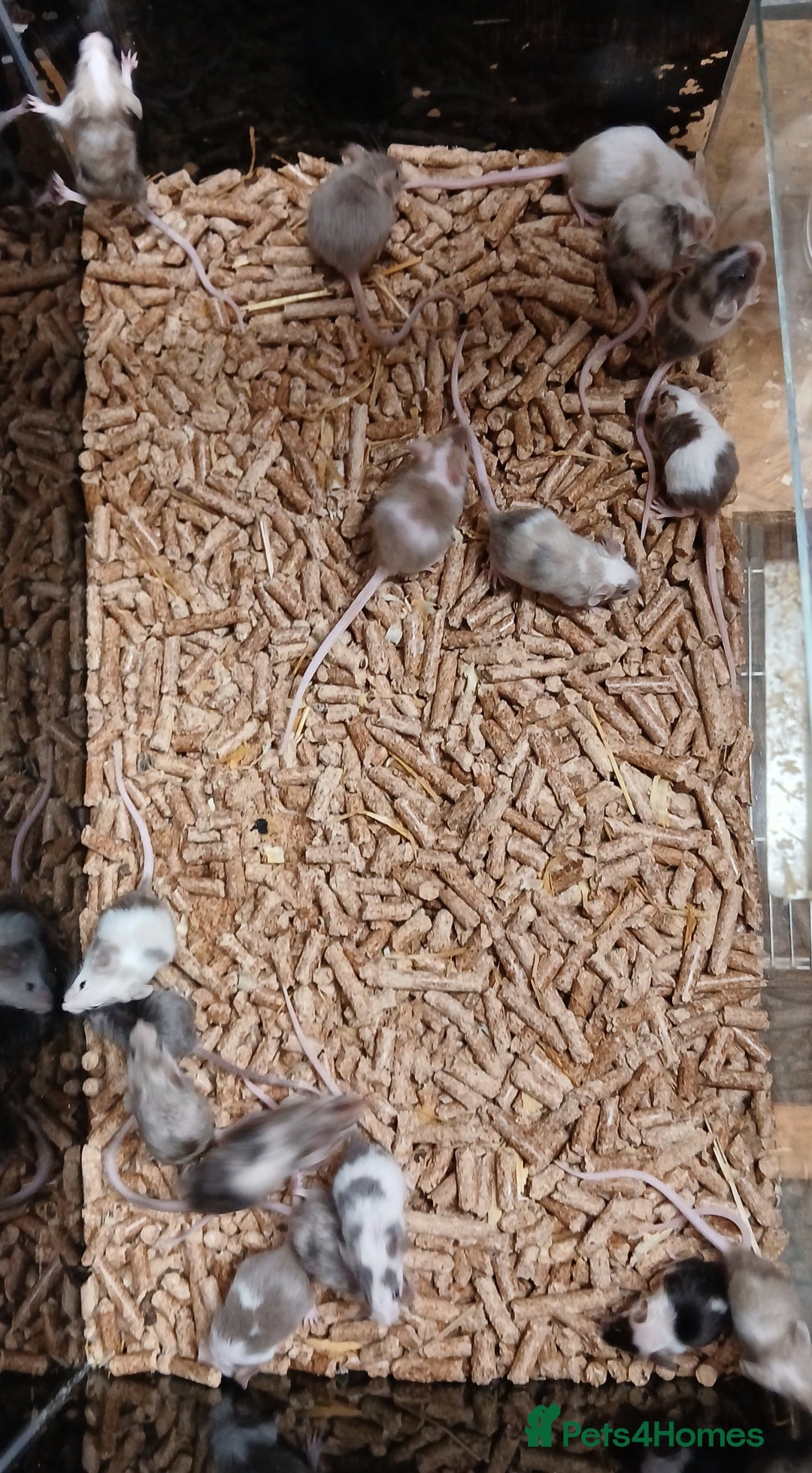 Mouse rodents for sale: Baby Fancy Mice Females  - Advert 9