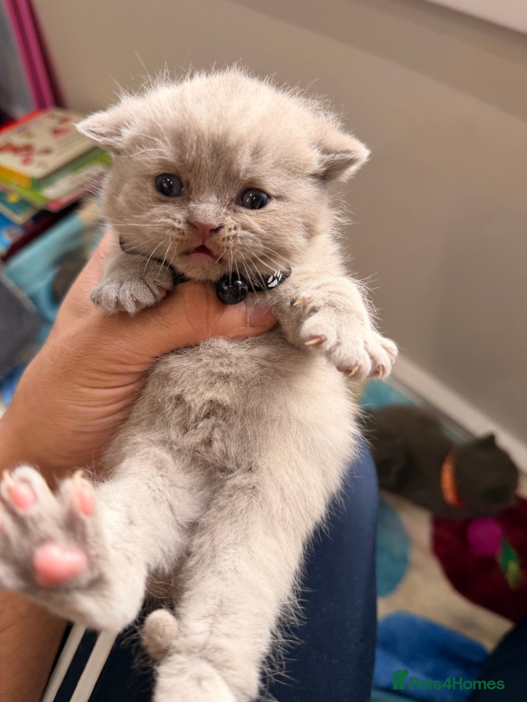 British Shorthair cats for sale: Beautiful big British Shorthair Kittens - Advert 24