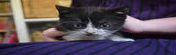 Mixed Breed cats for sale: 5 Beautiful Kittens Looking for Forever Homes - Advert 12