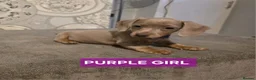 Miniature Dachshund dogs for sale: (LAST 2 PRICE REDUCED £900!) KC Reg Mini Dachshund - Advert 18