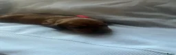 Dachshund dogs for sale: 4 beautiful dachshunds  - Advert 12