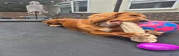 Cocker Spaniel dogs for sale: Working English cocker spainiel  in Boston - Advert 8