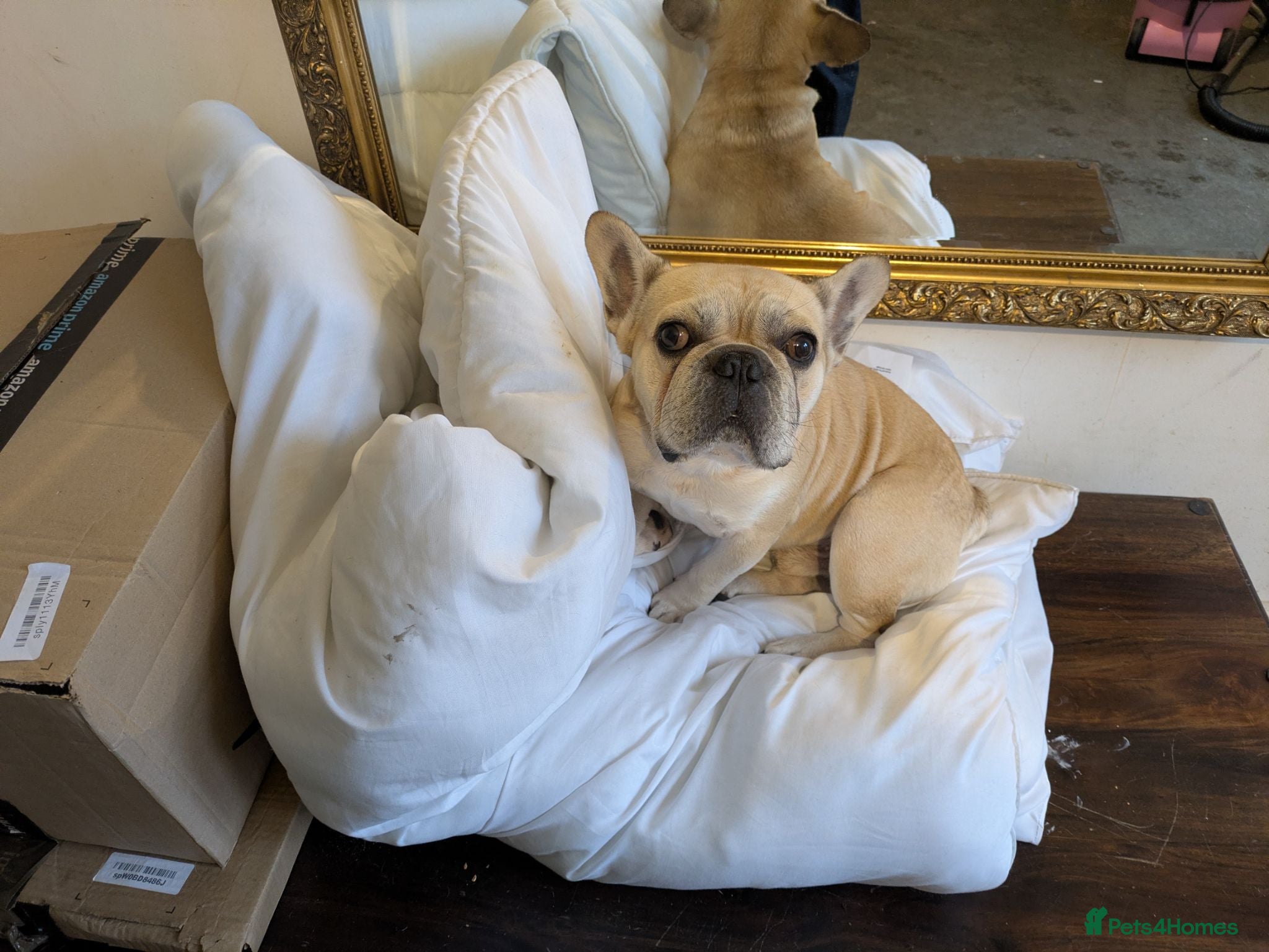 French Bulldog dogs Male French Bulldog - Advert 6