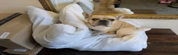 French Bulldog dogs for sale: Male French Bulldog - Advert 1