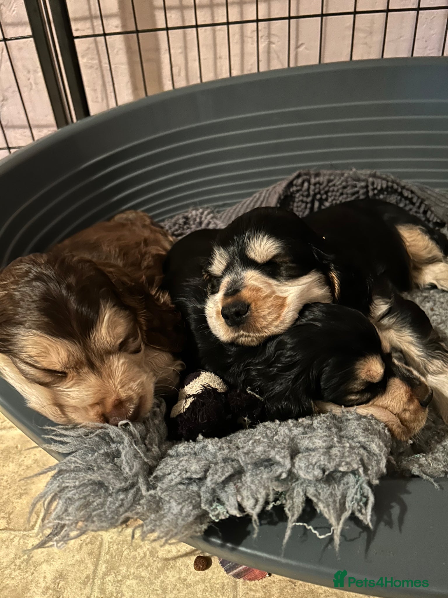 Cocker Spaniel dogs Beautiful show cockers for sale  - Advert 3