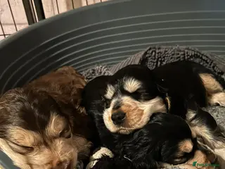 Cocker Spaniel dogs Beautiful show cockers for sale - Advert 16