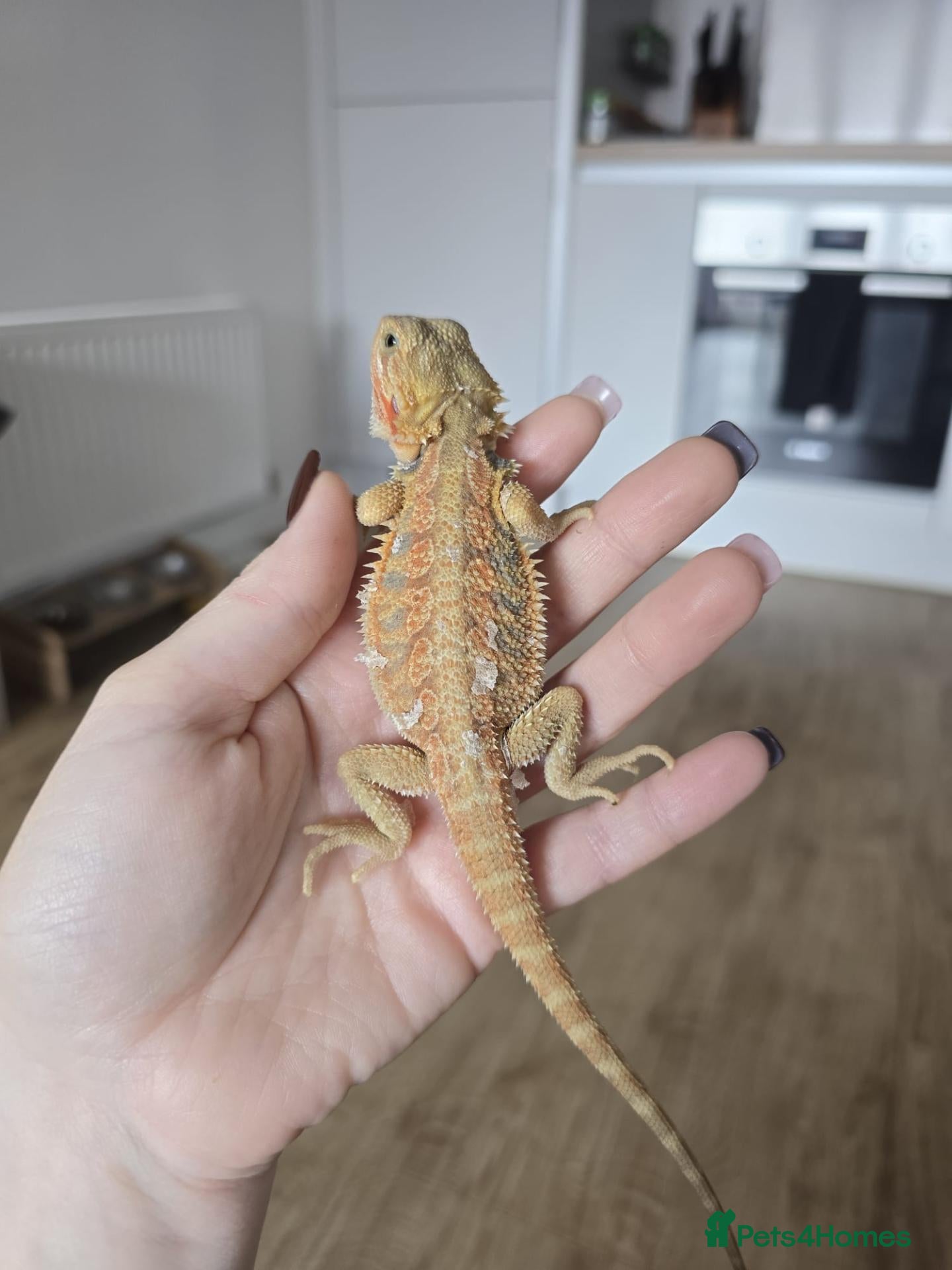 Bearded Dragon reptiles Baby bearded dragons - Advert 11