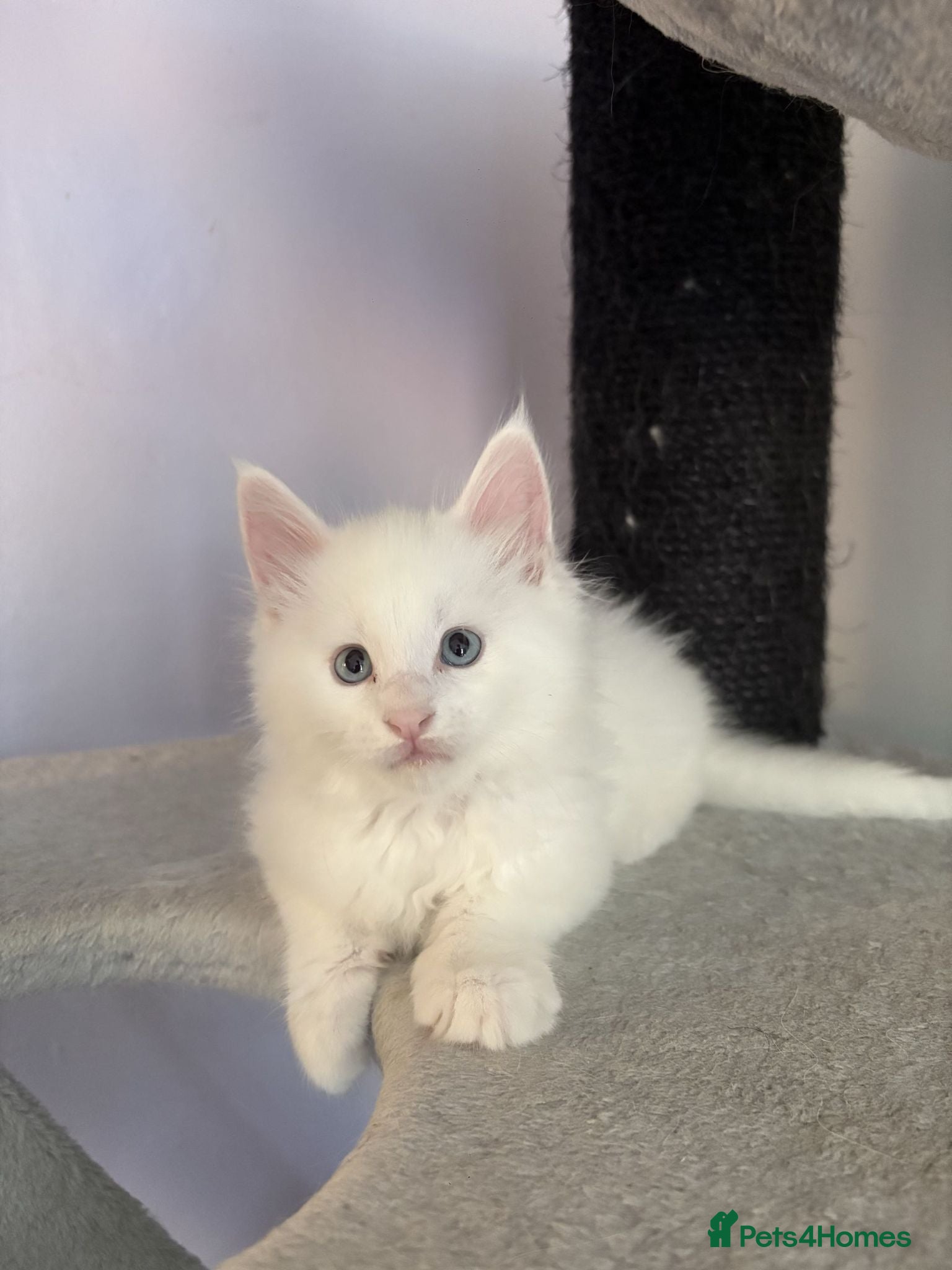 Maine Coon cats Purebred Maine Coons Looking For A Loving Home 😻 - Advert 2
