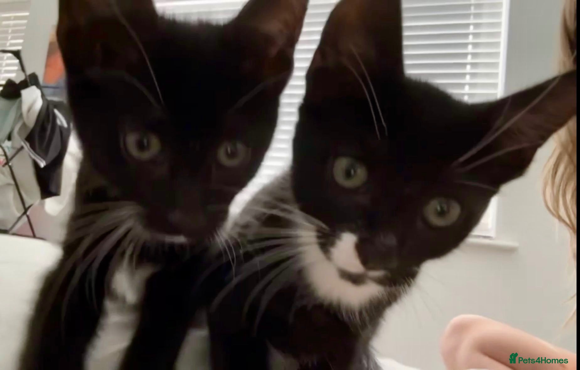 Mixed Breed cats Tuxedo boy cats Rjayy & Tinyy - Advert 2