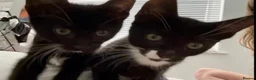 Mixed Breed cats for sale: Tuxedo boy cats Rjayy & Tinyy in Dunmow - Advert 1