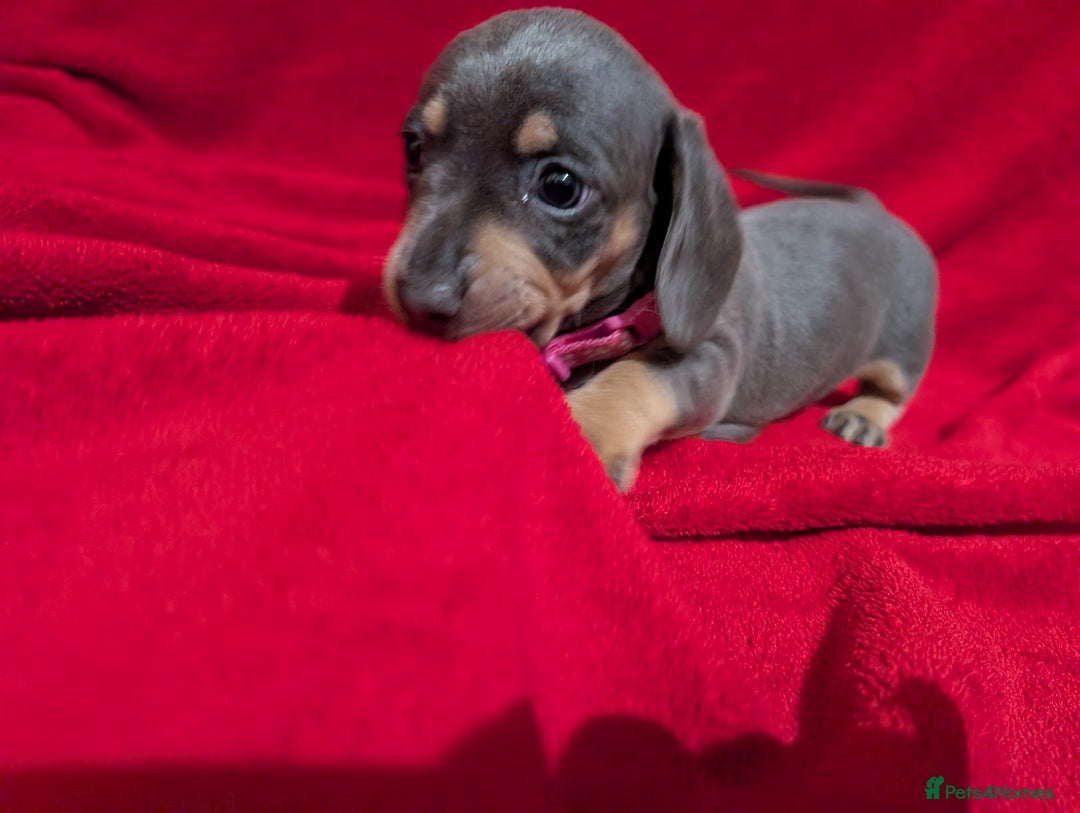 Miniature Dachshund dogs for sale: Miniature dashunds blue and tan - Advert 27