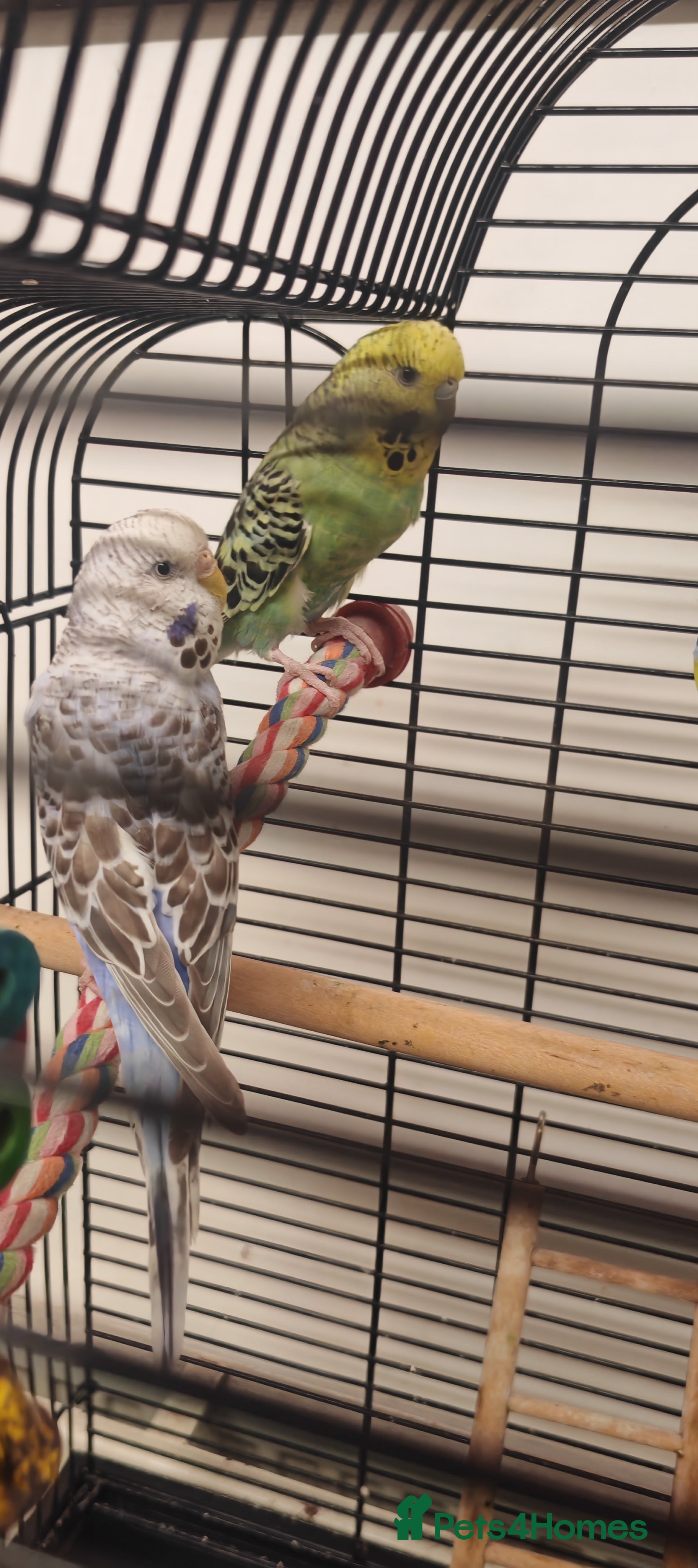 Budgerigars birds 2x budgies and full set up - Advert 1