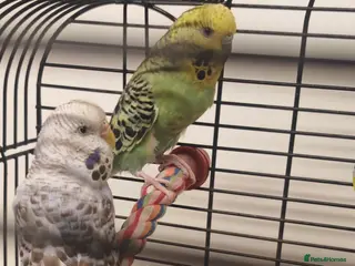 Budgerigars birds 2x budgies and full set up - Advert 12