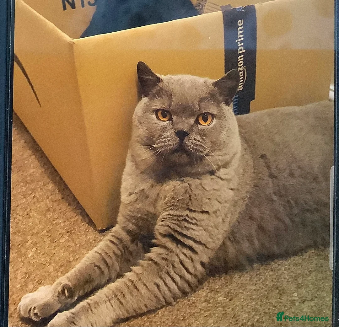 British Shorthair cats for sale: Beautiful Blue Boy  - Advert 2