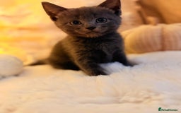 Mixed Breed cats for sale: 7 Floofy kittens looking for forever homes..  - Image 13
