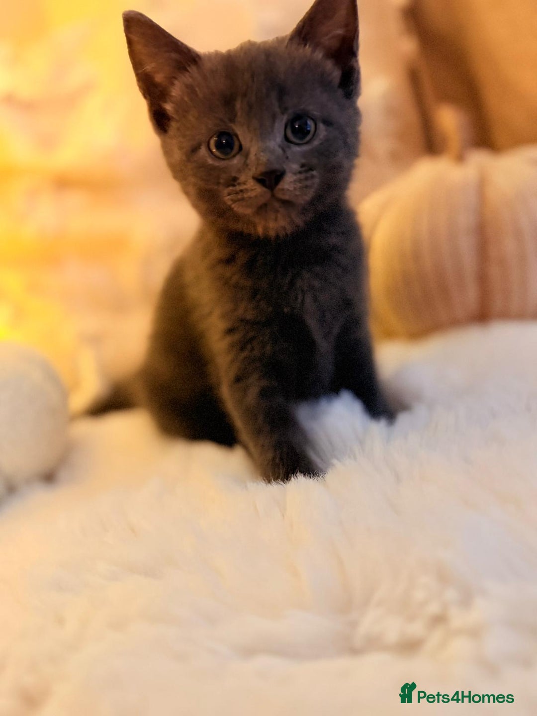 Mixed Breed cats for sale: 7 Floofy kittens looking for forever homes..  - Image 13