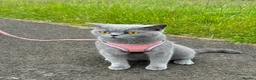 British Shorthair cats for sale: TWO beautiful female British shorthair kittens  - Advert 1
