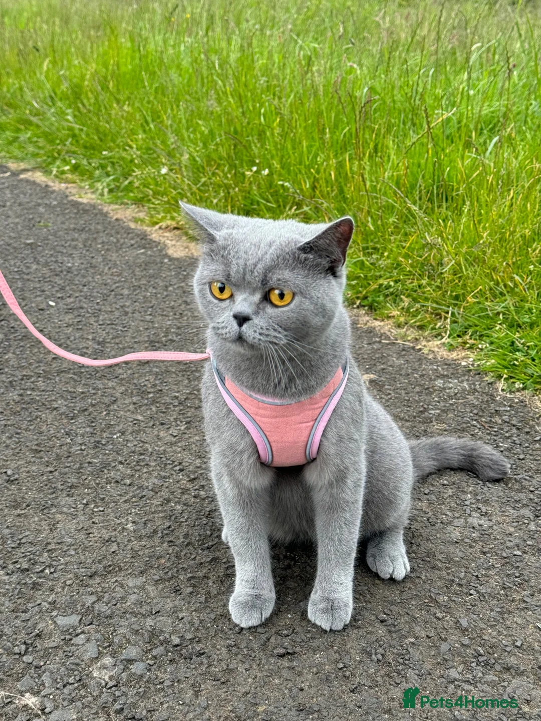 British Shorthair cats for sale: TWO beautiful female British shorthair kittens  - Advert 1