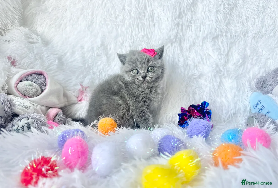 British Shorthair cats for sale: ⭐️ British Shorthair & Longhaired Kittens⭐️  - Advert 30