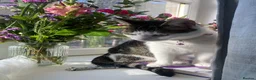 Mixed Breed cats for sale: Luna  - Advert 1