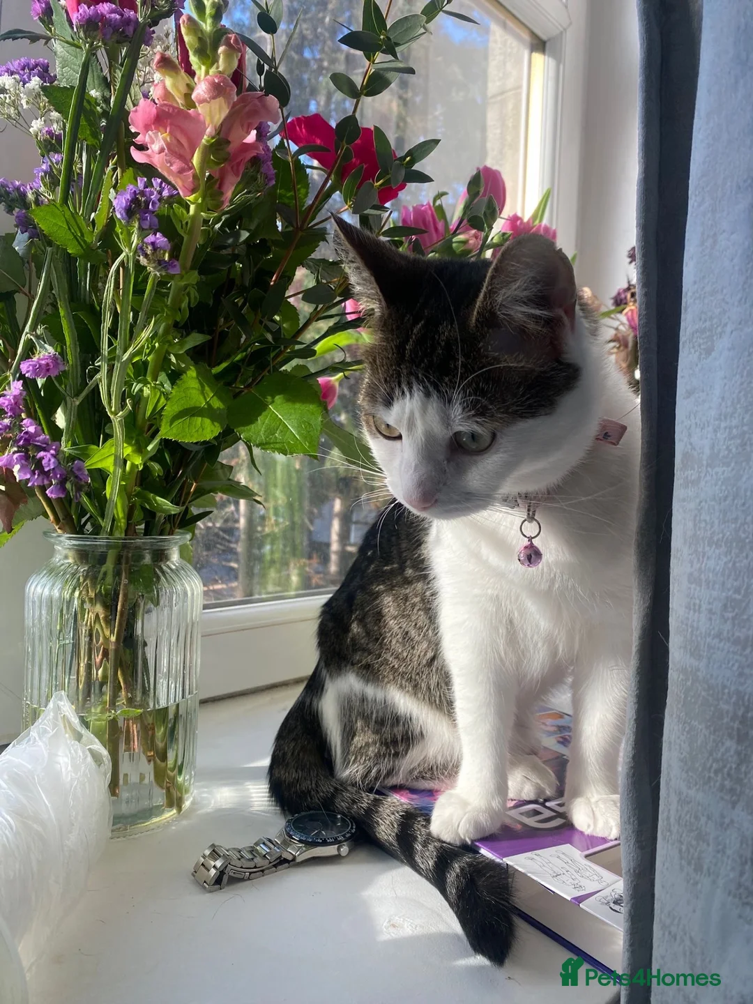 Mixed Breed cats for sale: Luna  - Advert 1