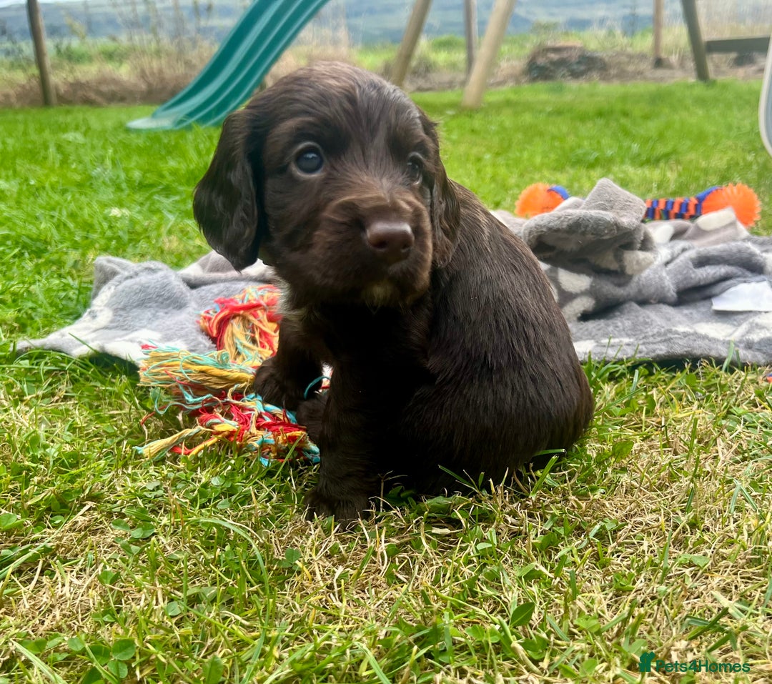 Cocker Spaniel dogs for sale: KC Registered Working Cocker Spaniel Puppies - Image 10