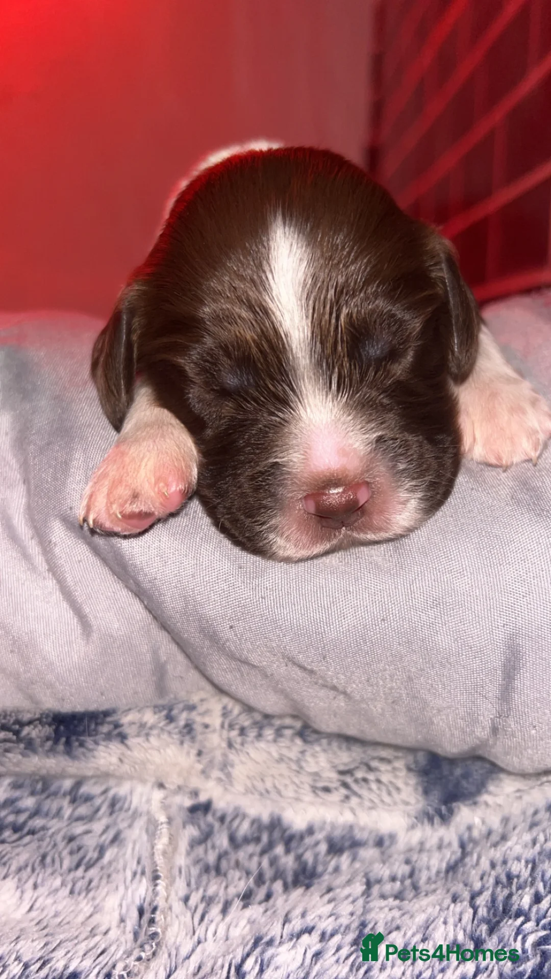 English Springer Spaniel dogs for sale: English Springer Spaniel  in Saint Helens - Advert 1