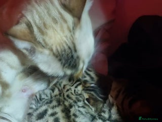 Bengal cats 4 Bengals for Christmas!! - Advert 1