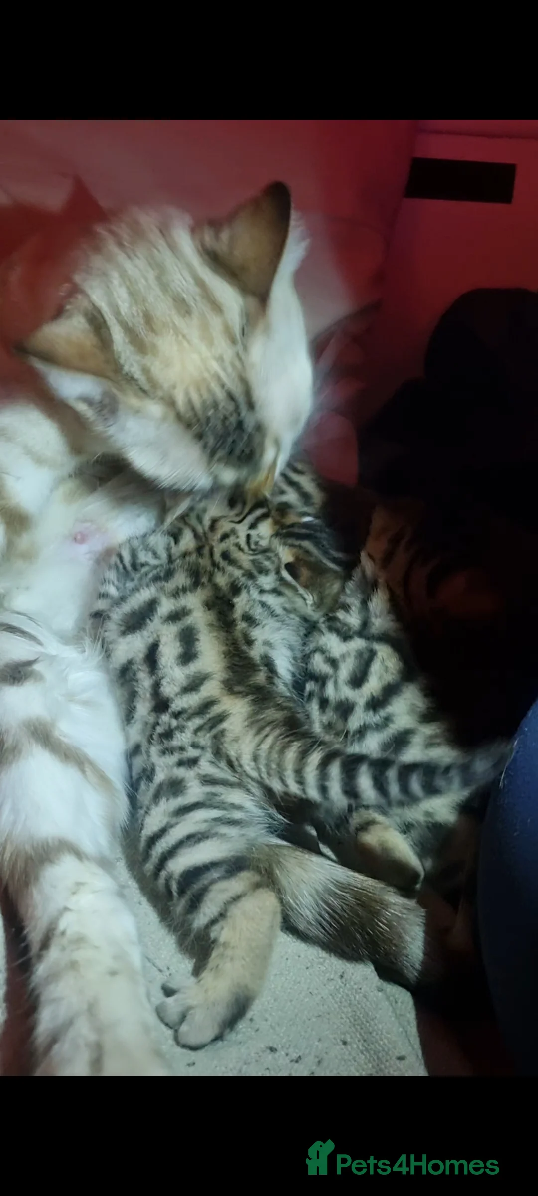 Bengal cats for sale: 4 Bengals for ready for new home - Advert 5
