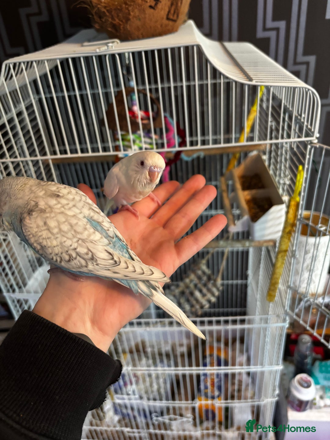 Budgerigars birds for sale: Hand tame budgies  - Advert 4