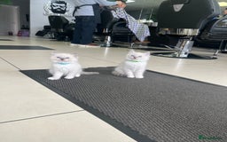 Ragdoll cats for sale: 3 Pure Ragdoll kittens and their mum  - Image 10