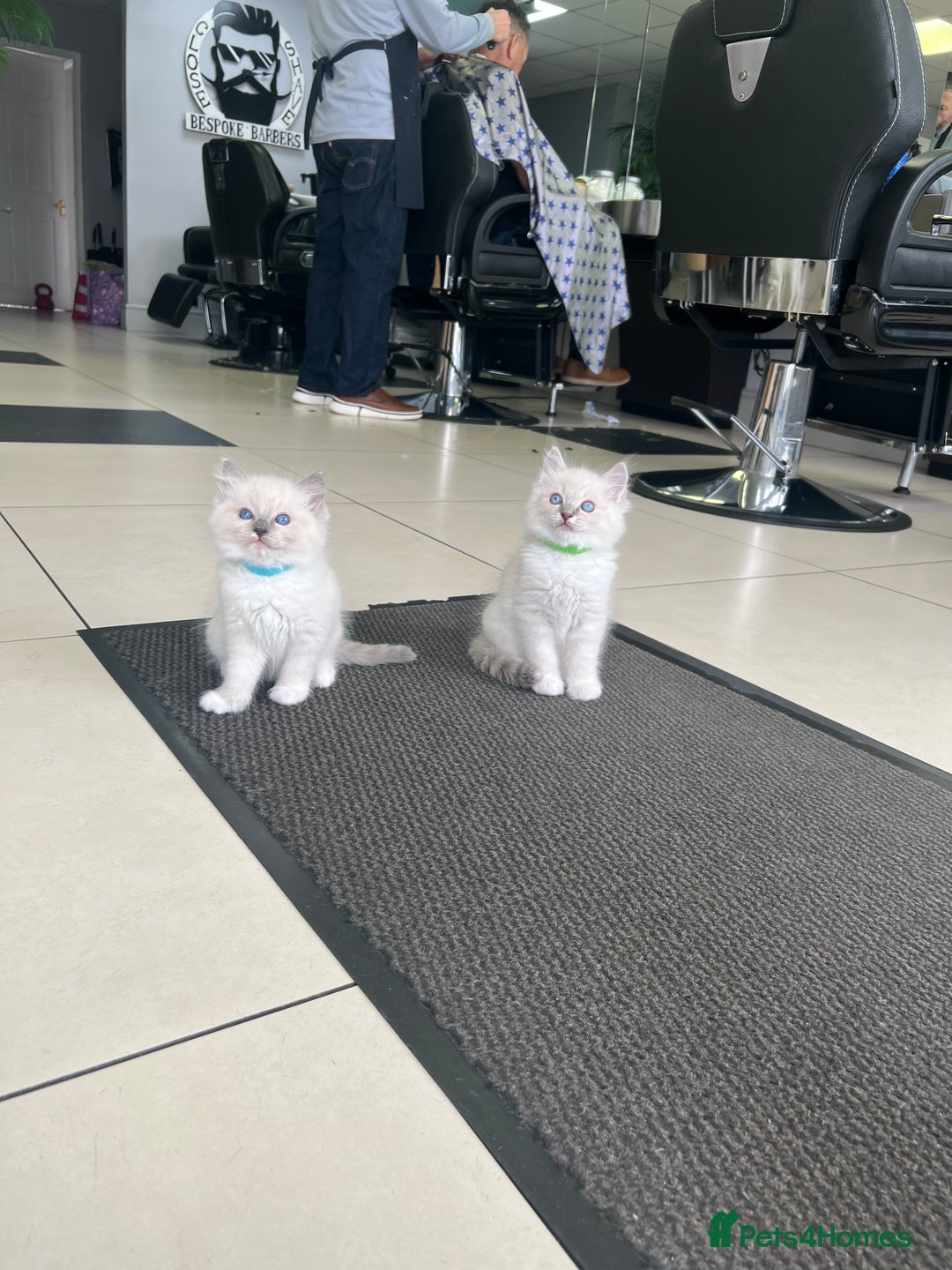 Ragdoll cats for sale: 3 Pure Ragdoll kittens and their mum  - Image 10