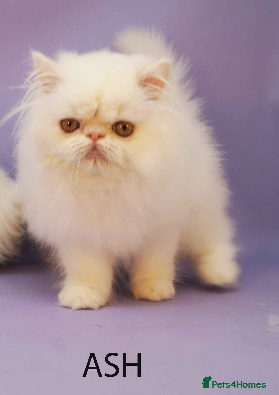 Persian cats for sale: Beautiful Persian Kittens Ready for Forever Homes - Image 4
