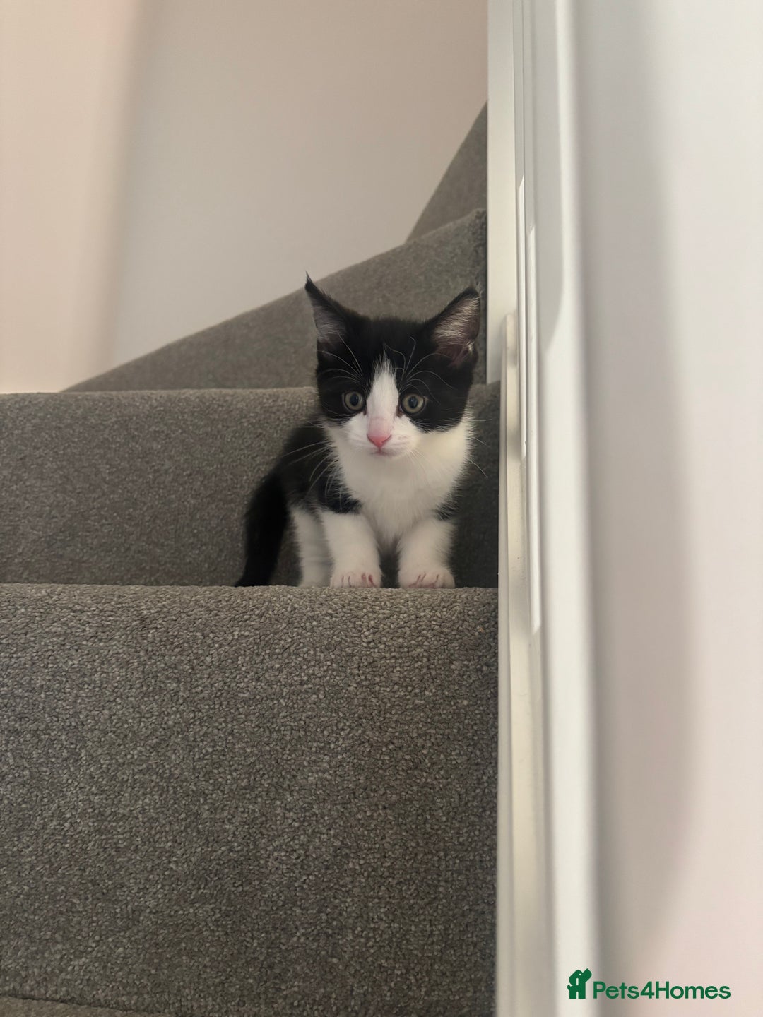 Mixed Breed cats for sale: Kittens £80 for both  - Advert 4